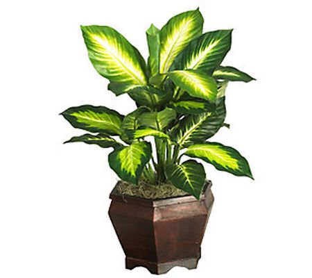 Golden Dieffenbachia w/Wood Vase Plant by Nearl y Natural