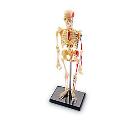 Human Body Anatomy Model by Learning Resources