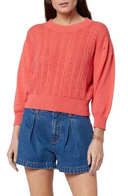 Joie Pointelle Organic Cotton Sweater in Spiced Coral