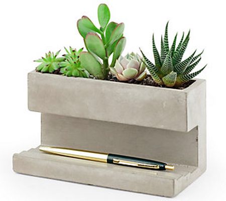 Kikkerland Large Concrete Desk Orginizer Plante r/Pen Holder