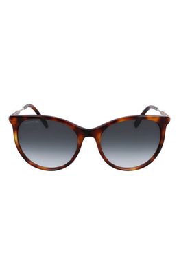 Lacoste 54mm Gradient Oval Sunglasses in Havana
