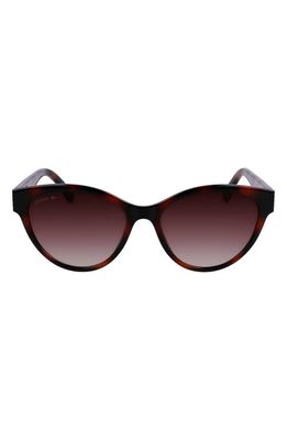 Lacoste 55mm Gradient Cat Eye Sunglasses in Tortoise