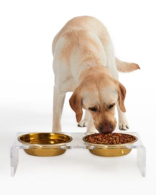 Large Clear Double Pet Bowl Feeder with 1 Quart Gold Bowls