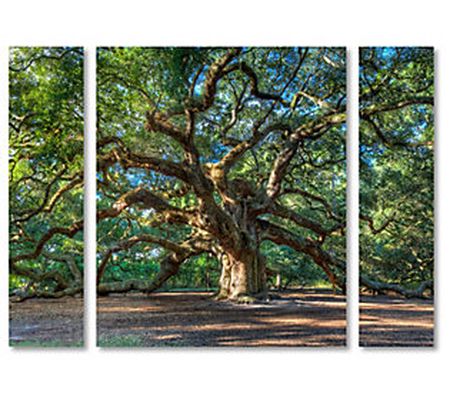 Lavish Home Pierre Leclerc Angel Oak Charleston 3-Piece Print