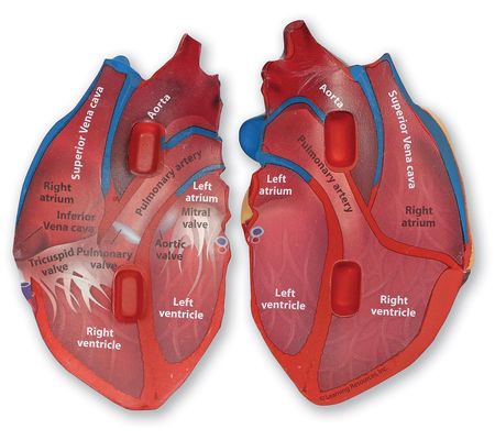 Learning Resources Cross-Section Human Heart Mo del Toy