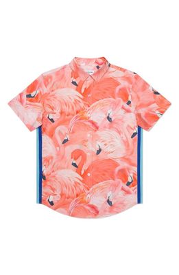 MAVRANS Tailored Fit Flamingo Print Waterproof Short Sleeve Performance Button-Up Shirt in Pink