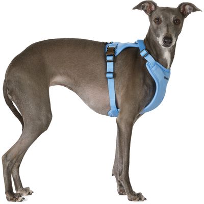 Merlot Blue Ardor Dog Harness