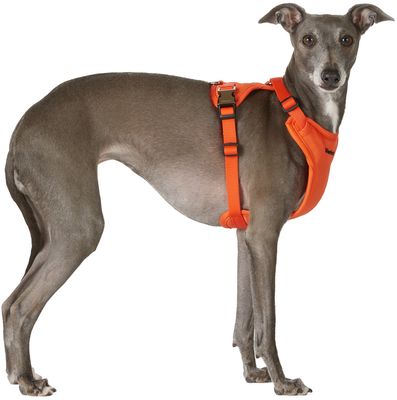 Merlot Orange Ardor Dog Harness