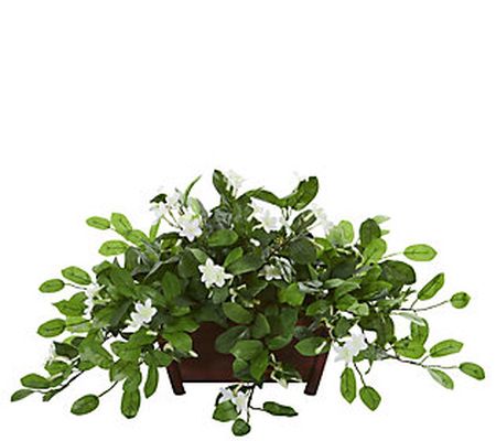 Mix Stephanotis Plant in Planter by Nearly Natu ral