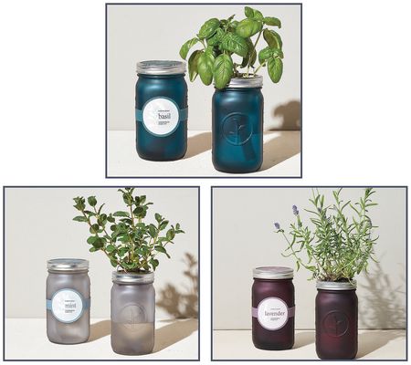 Modern Sprout Set of 3 Hydroponic Herb Garden Jars