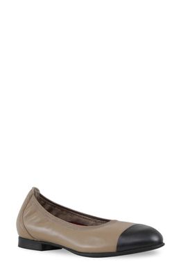 Munro Mila Cap Toe Ballet Flat in Woodsmoke