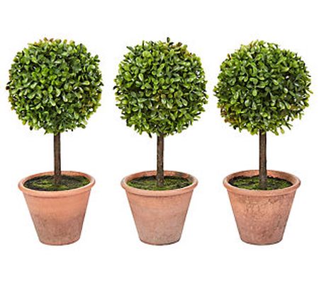 Nature Spring Set of 3 Potted Boxwood Topiary B all