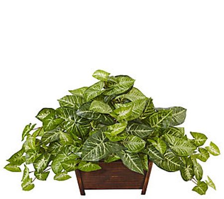 Nephthytis in Wood Planter by Nearly Natural
