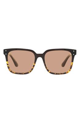 Oliver Peoples Parcell 53mm Square Sunglasses in Dark Tort