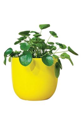 PALETTE POTS The Mug Small Glossy Ceramic Plant Pot in Yellow