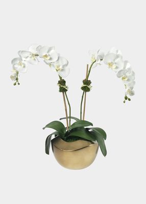 Phalaenopsis Orchid in Gold Pot