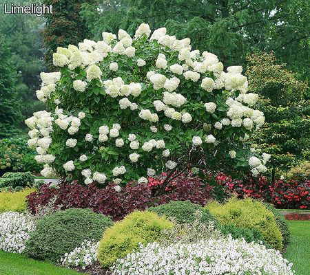 Phillip Watson Designs 1pc Classic Hydrangea Tree Live Plant