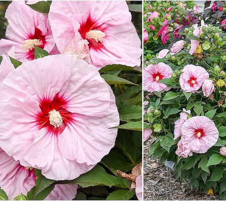 Phillip Watson Designs 2pc Summerific Hardy Hibiscus