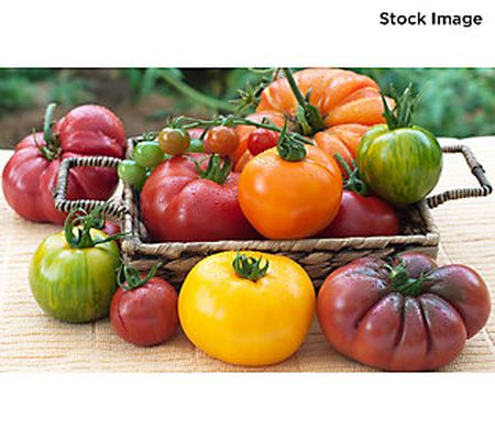 Phillip Watson Designs 3-piece Heirloom Tomato Plants