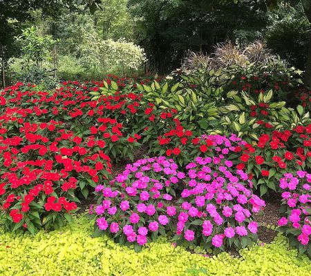 Phillip Watson Designs 3pc SunPatiens Plants w/ Whiskey Barrel