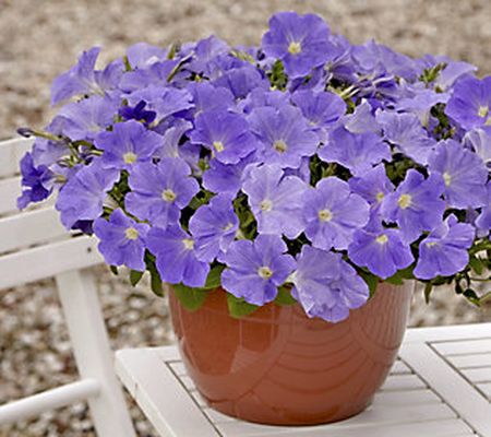 Phillip Watson Designs 6-Piece Easy Wave Petunia Plants