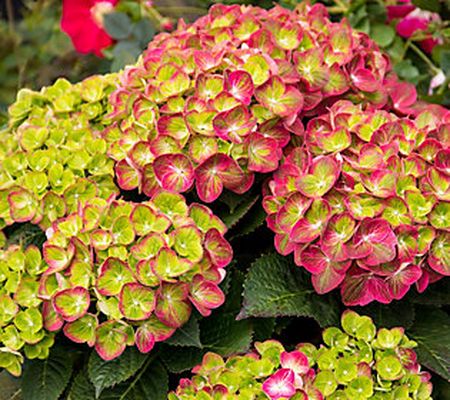 Phillip Watson Designs Tilt-A-Swirl Hydrangea Live Shrub