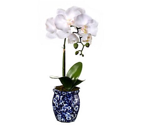 Potted Phalaenopsis in Ming Pot 16" by Valerie
