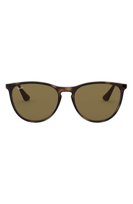 Ray-Ban Junior 50mm Round Sunglasses in Havana/Brown Solid
