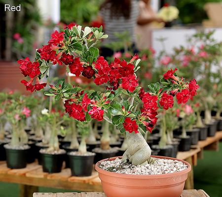 Roberta's 1pc Double Flowered Desert Rose Live Plant