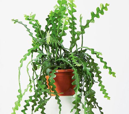 Roberta's 1pc Fishbone Orchid Cactus Live Plant