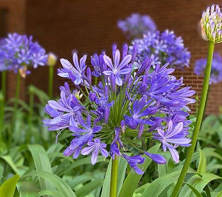 Roberta's 1pc Hardy "Johanna" Agapanthus Live Plant