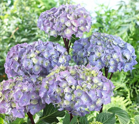 Roberta's 1pc Onyx Mophead Hydrangea Live Plant