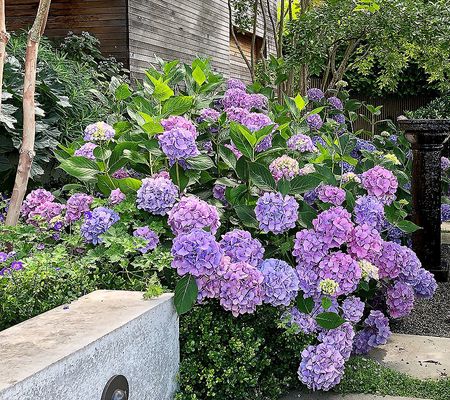 Roberta's 1pc Proven Winners Let's Dance Hydrangea