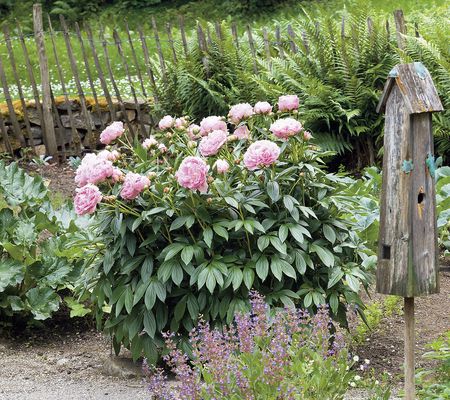 Roberta's 2pc Fragrant & Magical Peony Live Plant