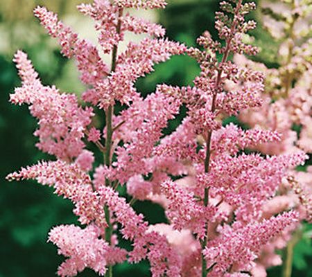Roberta's 3-Piece Astilbe Chinesesis Visions Se ries