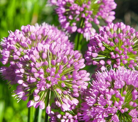 Roberta's 3-Piece Pom-Pom Purple Allium Millenium