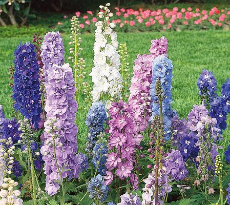 Roberta's 3pc Clear Spring Delphiniums Live Plant