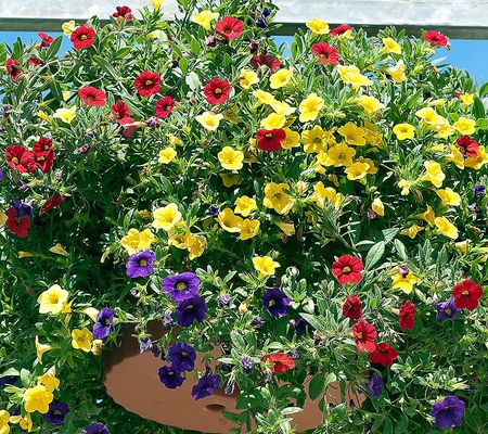 Roberta's 3pc Gold & Bold Calibrachoa w/Hanging Basket Live Pl