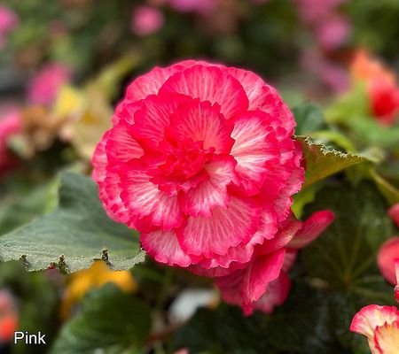 Roberta's 3pc Jumbo Begonias w/ Hanging Basket Live Bulbs