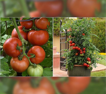 Roberta's 4pc Caprese Salad Tomato & Basil Live Plant