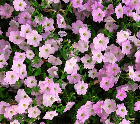 Roberta's 4pc Durabloom Series Petunias Live Plant