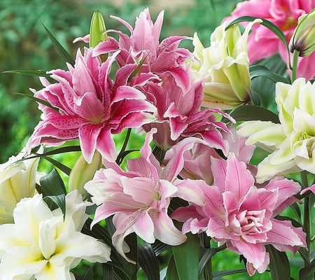 Roberta's 4pc Fragrant Roselily Live Bulb