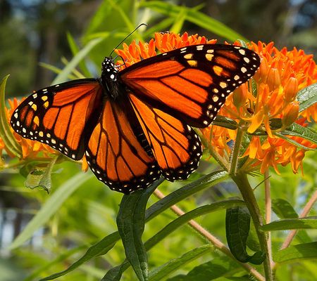 Roberta's 4pc Native Asclepias ButterflyBouquet Live Pl