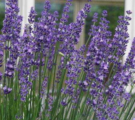 Roberta's 4pc 'Super Blue' Lavender Collection Live Plants