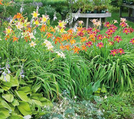 Roberta's 6pc All ReBlooming Daylilies Live Bulbs