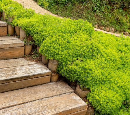 Roberta's 6pc Golden Angelina Hardy Stonecrop Live Plants