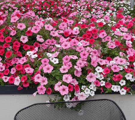 Roberta's 6pc Itsy European Petunias Live Plants