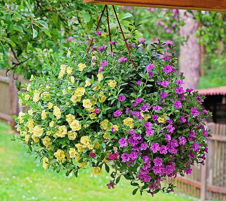 Roberta's 6pc Lollipop Trixi Calibrachoa Live Plants