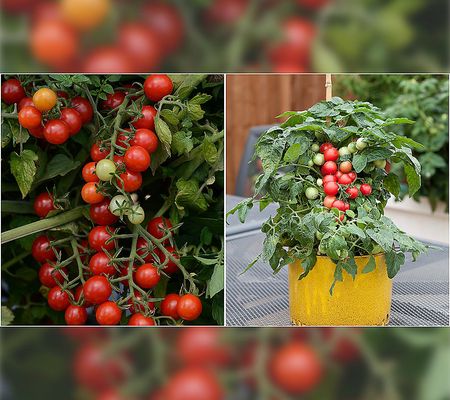 Roberta's 6pc Patio Perfect Veggies Live Plants