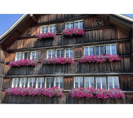 Roberta's 6pc Surfinia Trailing Petunias Live Plant